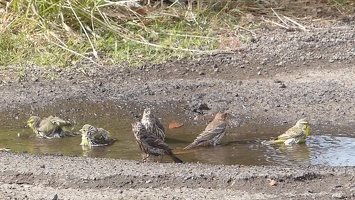 Video: Punalu'u birds